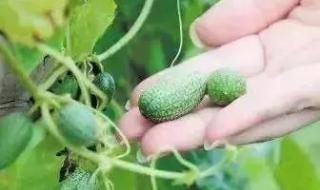 西瓜是酸性还是碱性 水果蔬菜是酸性还是碱性